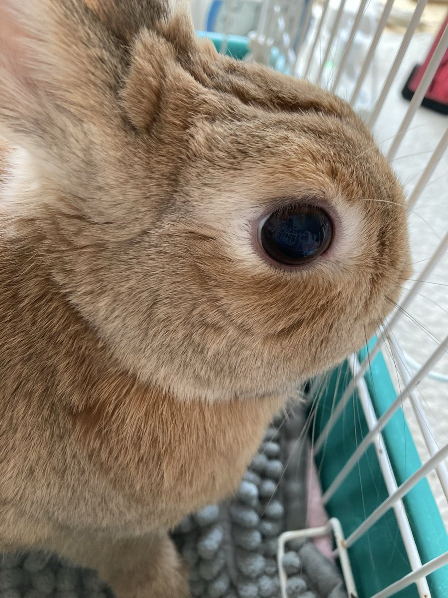 ame_tsukune's tweet photo. つくちゃん＆あめちゃん🐰😽❤❤

キレイな横顔♡

#どあっぷ 
#土アップ祭り 
#どあっぷ曜日 https://t.co/r2Mtutq7aS