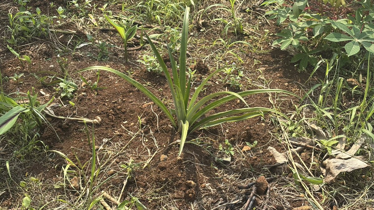 deCoeckJo's tweet photo. Dit is trouwens ananas. Ik heb altijd gedacht dat die uit een blik kwamen, maar ze groeien blijkbaar in de grond.

Moe de Coeck heeft er 200 geplant tussen de koffie- en avocadostruiken dus ik moet een beetje oppassen waar ik m’n voeten zet.

En ik kan niet wachten 😋😋😋 https://t.co/9leOj0NVz1