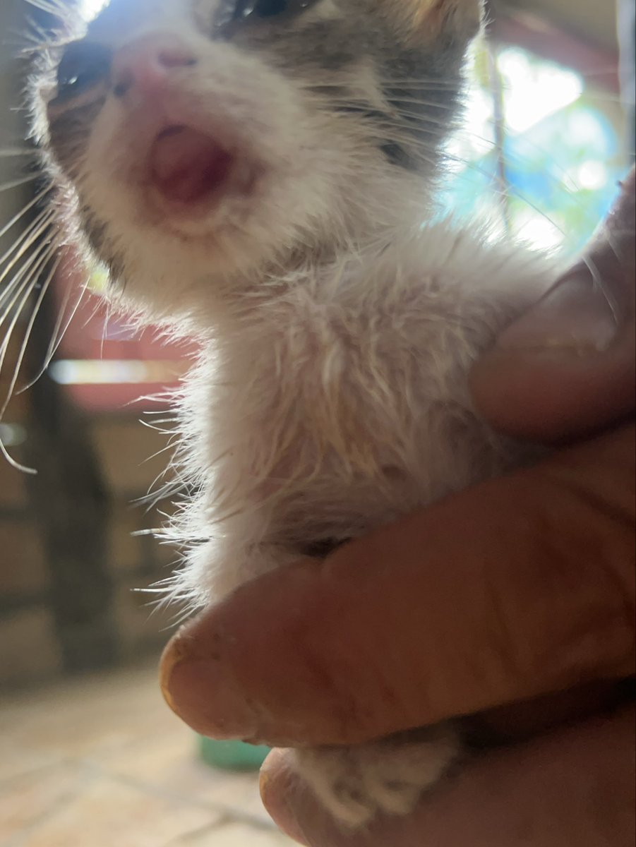 RescueCare tweet picture