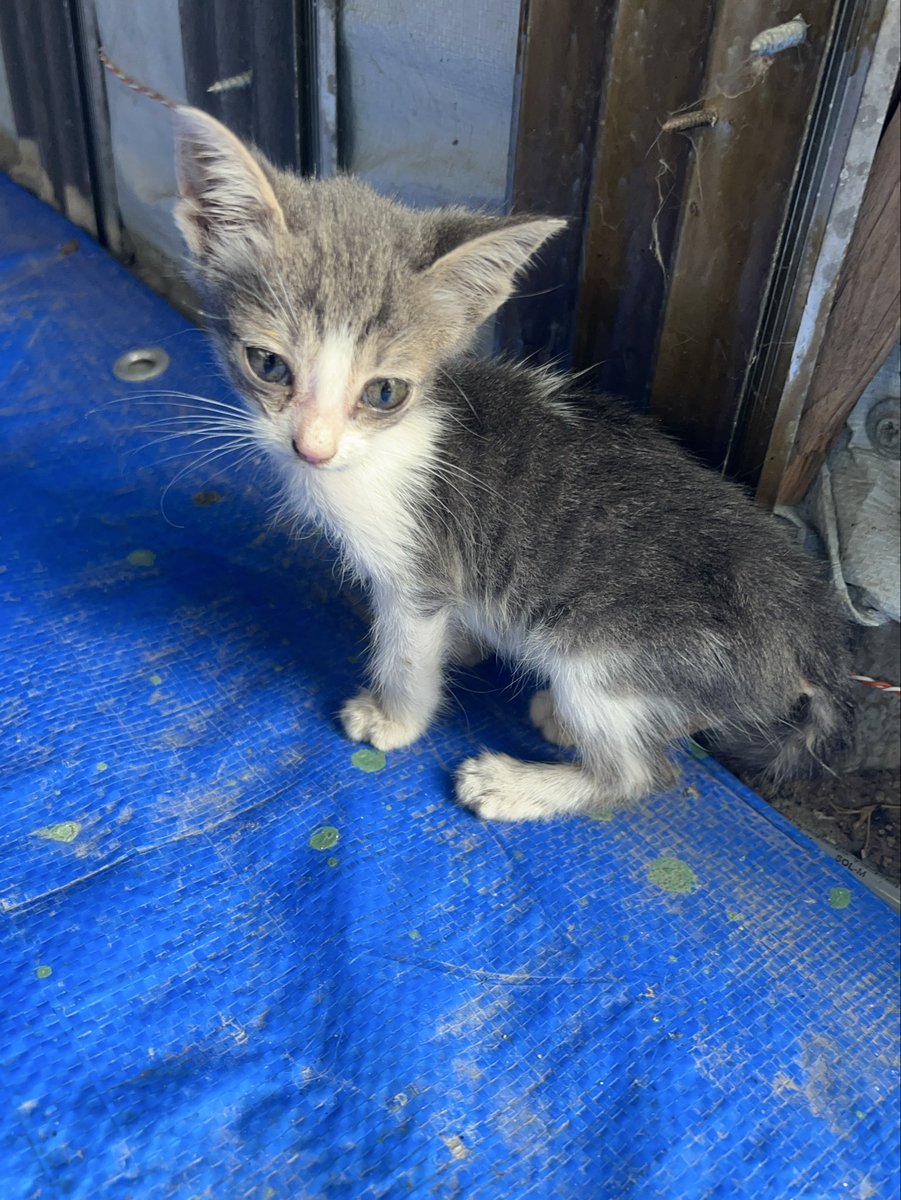 RescueCare tweet picture