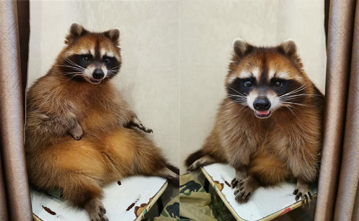 6c696_380's tweet photo. Little kids exploring the garden found a playful raccoon that tried to steal a berry basket! https://t.co/gW7ODcXc0Q
