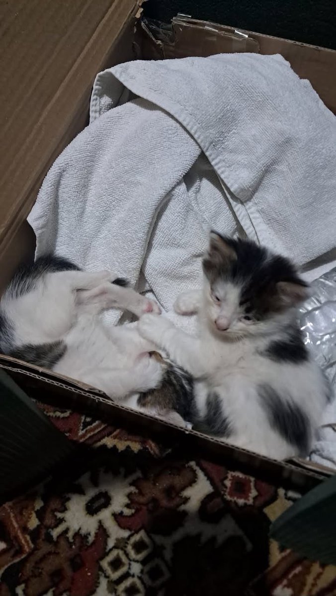 womanchildanima's tweet photo. YAVRULARI SAHİPLENEBİLECEK KİŞİLER ARANIYOR
Sırılsıklam olmuş üşümüş gözleri iltihap olmuş 4 adet yavru anneleri yok 
İletişim: 05422634805
Sakarya/Serdivan https://t.co/irbxdZ8c4R