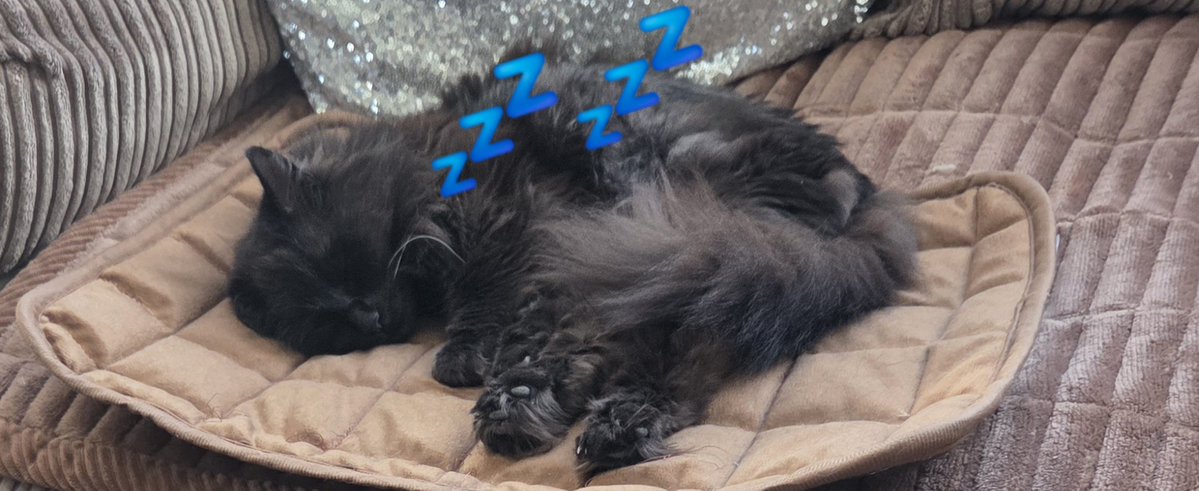 Bonnie_Montrose's tweet photo. Why will you website not allow us to add any product to our basket, been trying to buy this since last night? 
My 12 yearly old Floof #CoCo is #HankMarvin 
#TutTut 
Cleared Browser Cache etc, still nothing today??? 
Please help my cat #CoCo? 
@petsukofficial 
TY
@Bonnie_Montrose https://t.co/eZPujxg63s