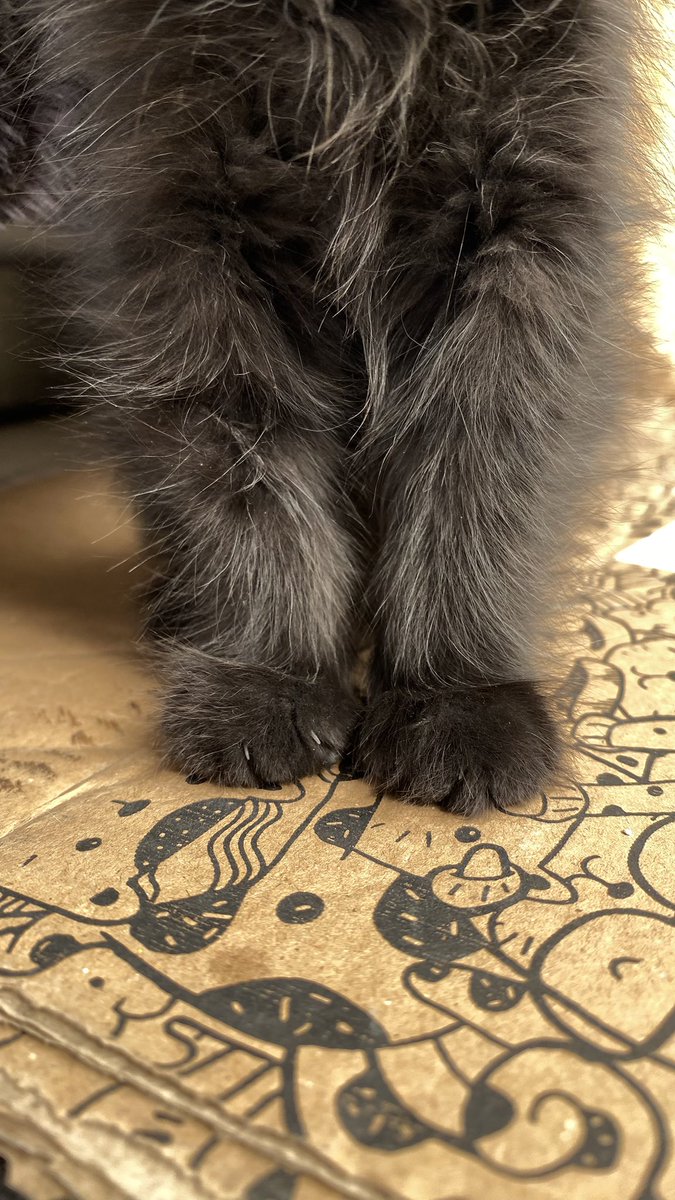 durutdurusu's tweet photo. çonk yakınıkdıyım patinerim de çonk tatnı ama kimse beni sornadı? why?  bir yuva istiyoyum çünkü 😼 o yüzden 😾 beni alan kızın annesi bizi istemıyov damda bakıyov ve damda 10 kedi var cıldırıjam çonk kanabalık 😿 https://t.co/GVTUvq0DaB