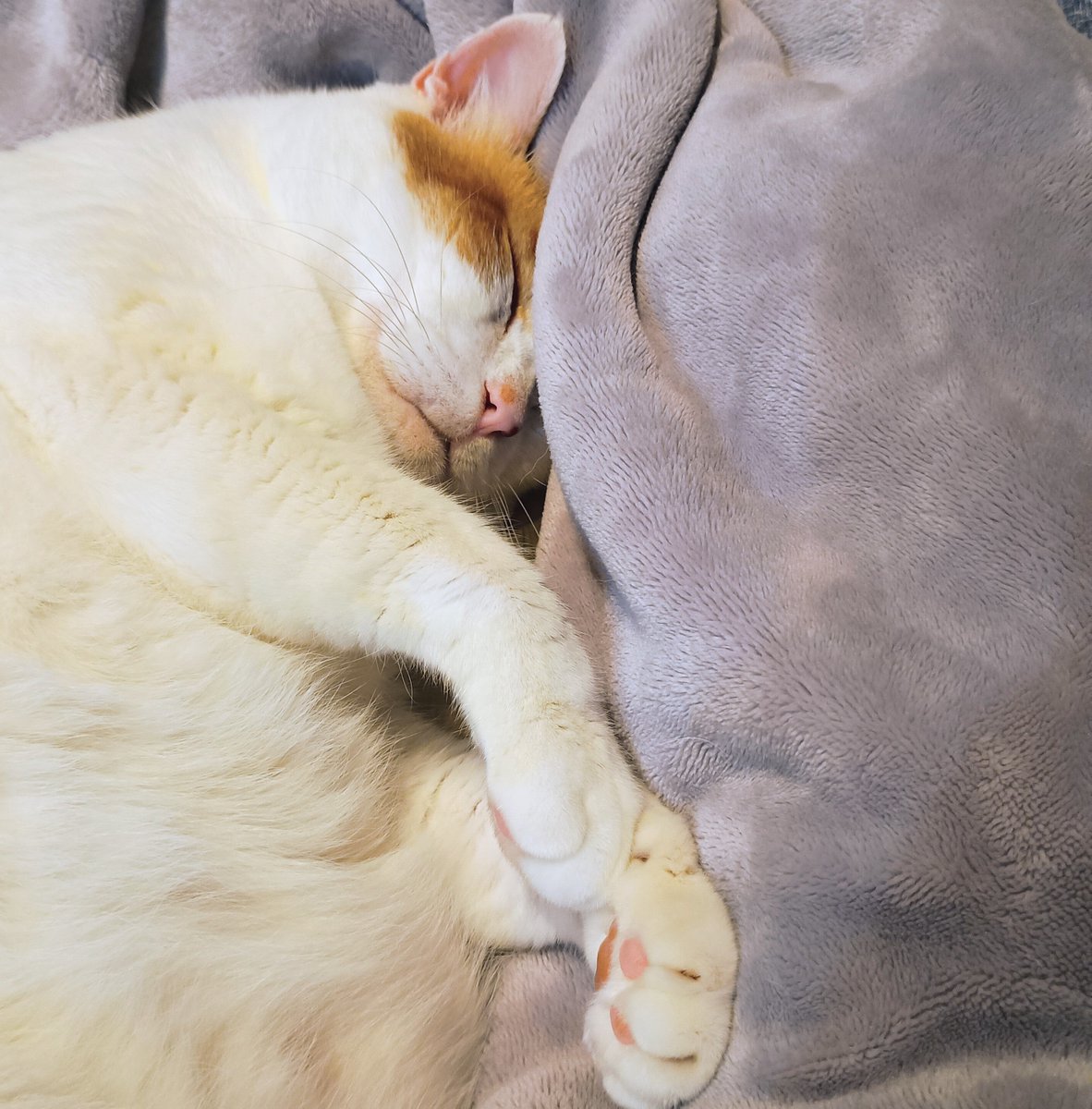 lagunatsuru's tweet photo. 寒いのでトントン場を猫用ハーフ毛布でぐるりもふもふ冬仕様に。早速埋もれて気持ち良さそう。紙大好き猫さん、下に敷くのは一年中「紙」が良いそうなので、冬もくまざわ書店の紙袋。ない時はボーガスペーパーです。 https://t.co/TH8I0iLg3d