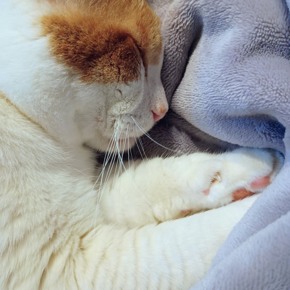 lagunatsuru's tweet photo. 寒いのでトントン場を猫用ハーフ毛布でぐるりもふもふ冬仕様に。早速埋もれて気持ち良さそう。紙大好き猫さん、下に敷くのは一年中「紙」が良いそうなので、冬もくまざわ書店の紙袋。ない時はボーガスペーパーです。 https://t.co/TH8I0iLg3d