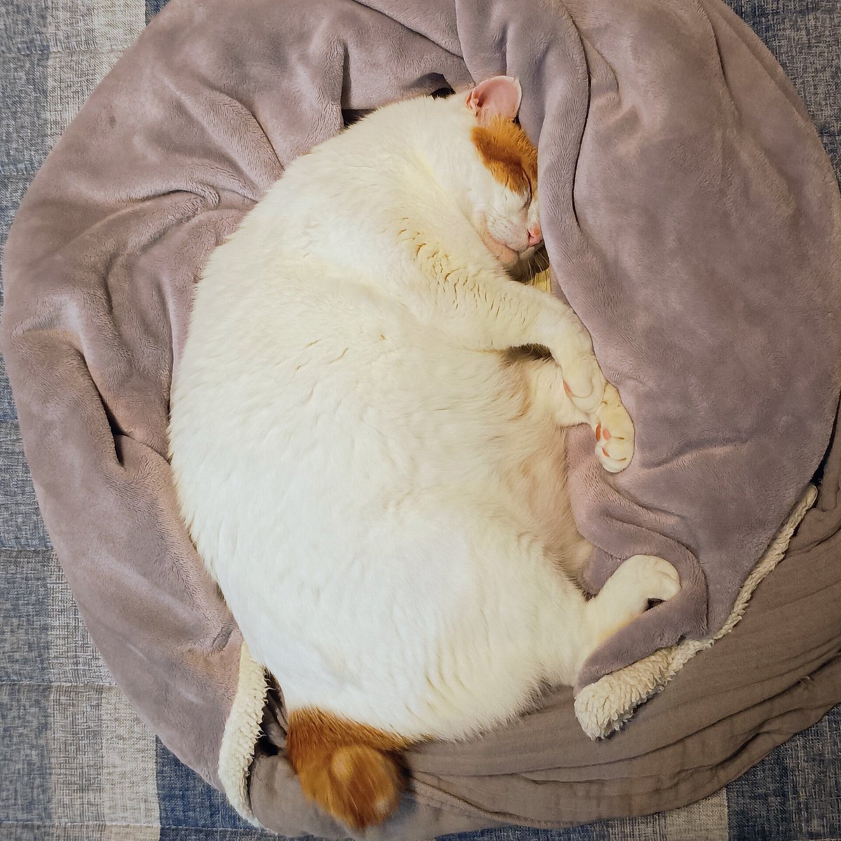 lagunatsuru's tweet photo. 寒いのでトントン場を猫用ハーフ毛布でぐるりもふもふ冬仕様に。早速埋もれて気持ち良さそう。紙大好き猫さん、下に敷くのは一年中「紙」が良いそうなので、冬もくまざわ書店の紙袋。ない時はボーガスペーパーです。 https://t.co/TH8I0iLg3d