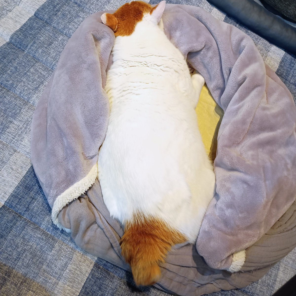 lagunatsuru's tweet photo. 寒いのでトントン場を猫用ハーフ毛布でぐるりもふもふ冬仕様に。早速埋もれて気持ち良さそう。紙大好き猫さん、下に敷くのは一年中「紙」が良いそうなので、冬もくまざわ書店の紙袋。ない時はボーガスペーパーです。 https://t.co/TH8I0iLg3d