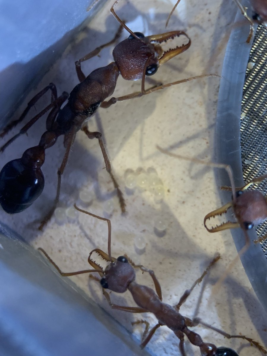 ant_museum1911's tweet photo. 蟻道にお持ちする予定のアリその3

キバハリアリの大コロニー
働き蟻が沢山いるコロニーになります。 https://t.co/TTNMtNjheC