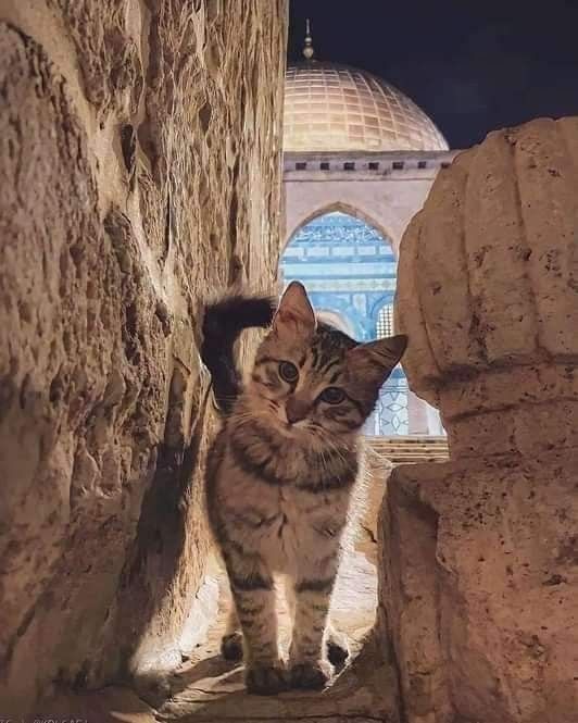 AqsaMosq's tweet photo. نظرة بريئة من قطة صغيرة، وخلفها تقف قبة عمرها قرون، في تناقض جميل يجمع بين البراءة والعظمة 💛

لقطة تجعلك تبتسم وتتأمل في آنٍ واحد، فالجمال هنا لا يقتصر على الحجر فقط 🇵🇸🕌 https://t.co/tspyKp5KAI