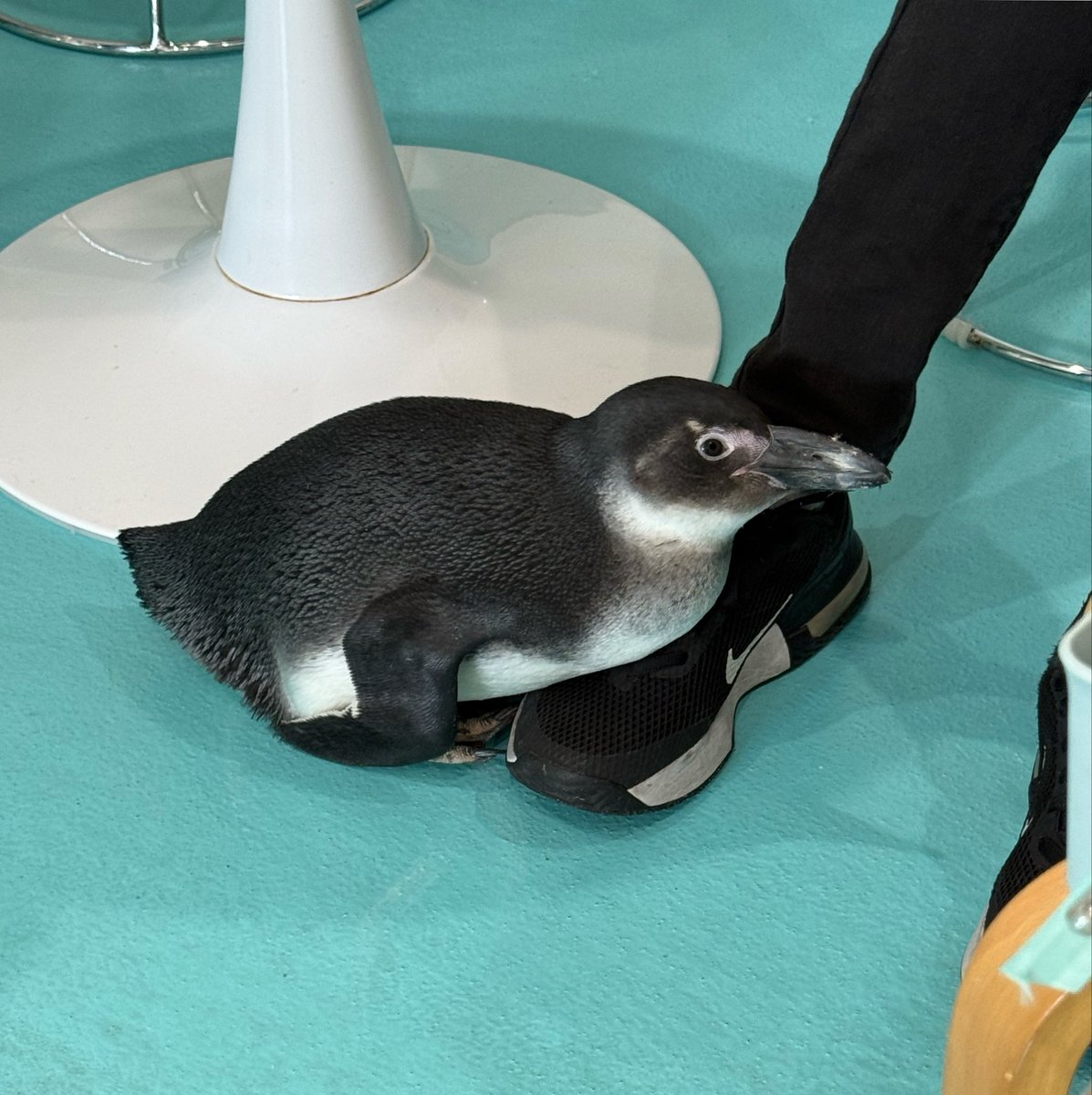 penguincafetail's tweet photo. お客様の足を枕にして寛いでしまうむつきくん🐧お客様が帰れなくなってしまいました💦

 #ちょうどいい枕
 #ここが落ち着く https://t.co/rlb8lt2NOj
