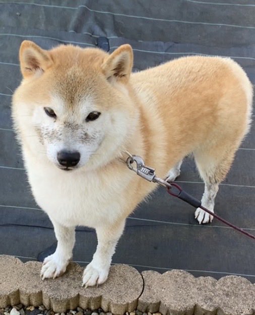 mugimu43060's tweet photo. 犬でフォローした人も、大阪行くならここ行っとけ（これ食っとけ）情報をくださると嬉しいです

先にお礼の犬（泥オプション）を出しておきます https://t.co/dfux16oPI2