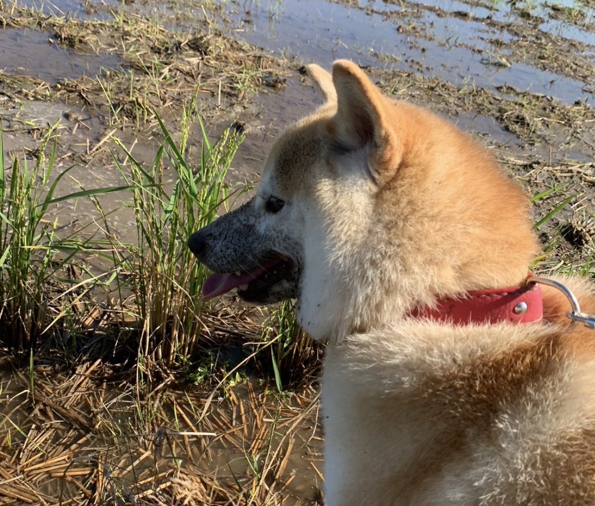 mugimu43060's tweet photo. 犬でフォローした人も、大阪行くならここ行っとけ（これ食っとけ）情報をくださると嬉しいです

先にお礼の犬（泥オプション）を出しておきます https://t.co/dfux16oPI2