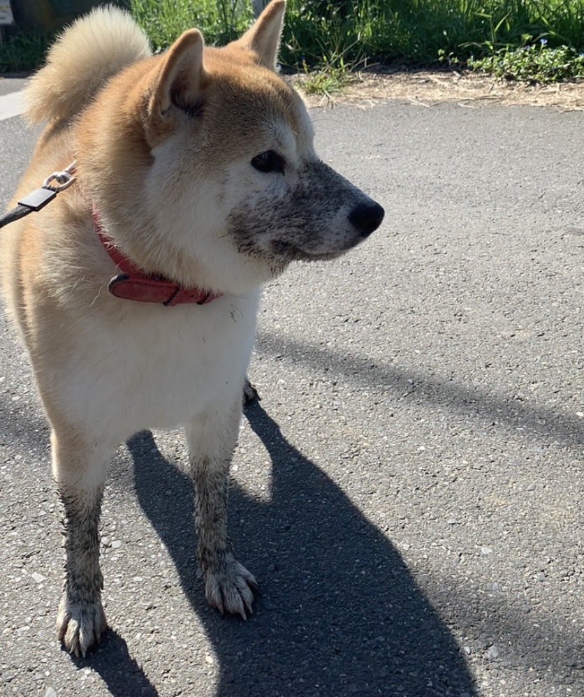 mugimu43060's tweet photo. 犬でフォローした人も、大阪行くならここ行っとけ（これ食っとけ）情報をくださると嬉しいです

先にお礼の犬（泥オプション）を出しておきます https://t.co/dfux16oPI2