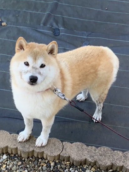 mugimu43060's tweet photo. 犬でフォローした人も、大阪行くならここ行っとけ（これ食っとけ）情報をくださると嬉しいです

先にお礼の犬（泥オプション）を出しておきます https://t.co/dfux16oPI2