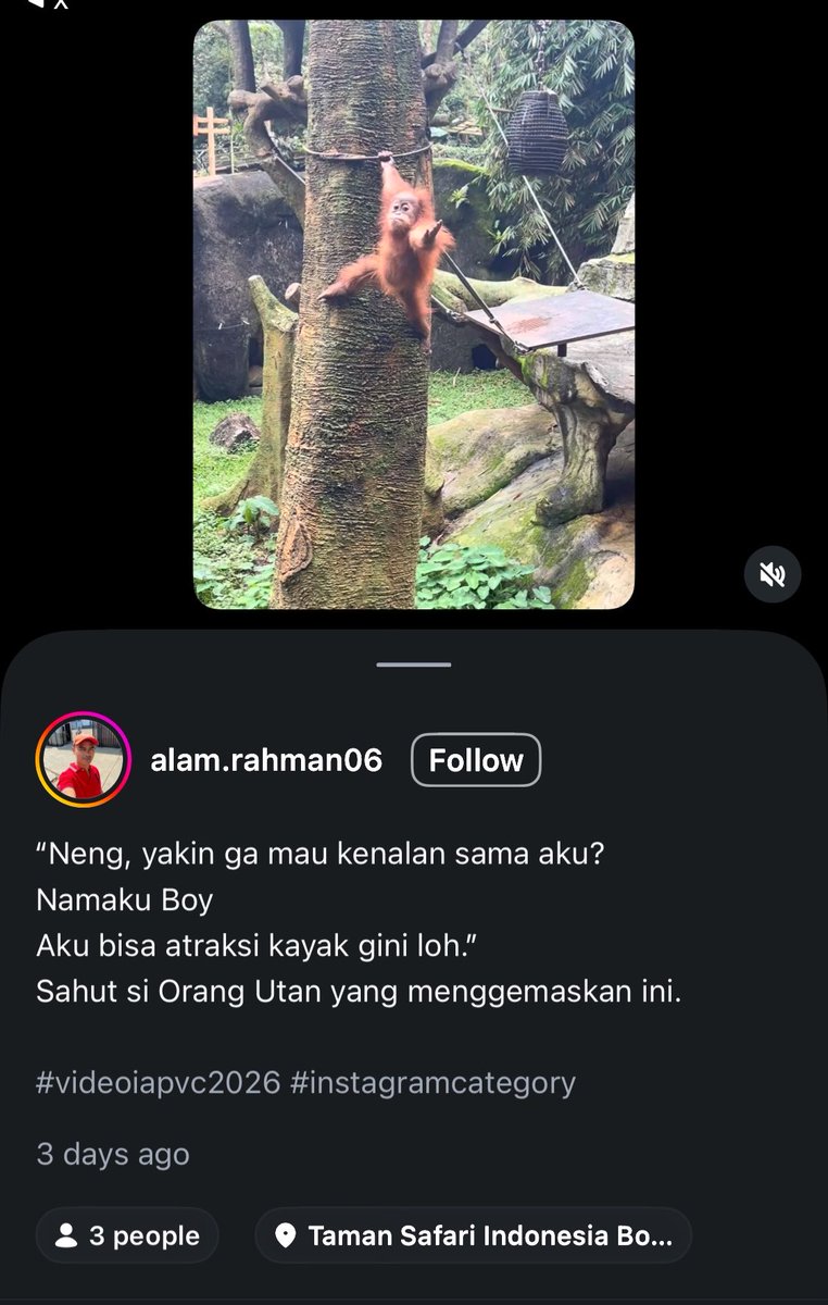 rkiveecxca's tweet photo. fun fact : orangutan yang Taehyung jadiin profpic adalah orangutan Indonesia, ada di taman safari😭💜 https://t.co/LVDE9aOyFe