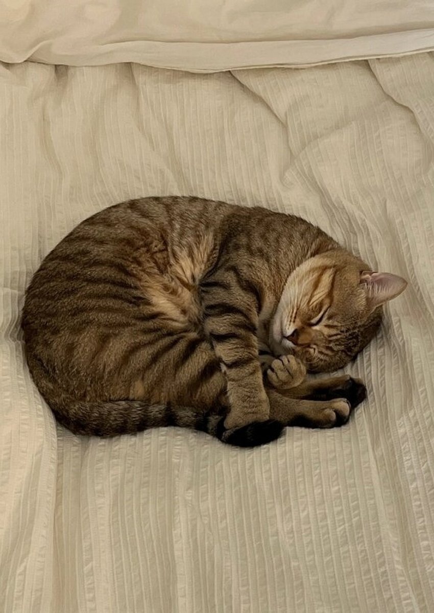 puddw490888's tweet photo. A cute cat named Weiyuezhan curls up on a soft wool blanket, looking cozy and sleepy. https://t.co/r9QXCtoYz1