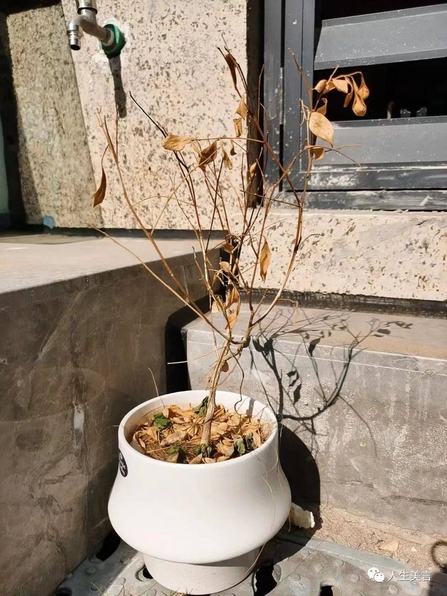 john_live98's tweet photo. [Tired, I'm living like a pot of unwatered vegetables in an empty yard, dealing with chaotic mess daily.]， https://t.co/ynRtA2sdWU