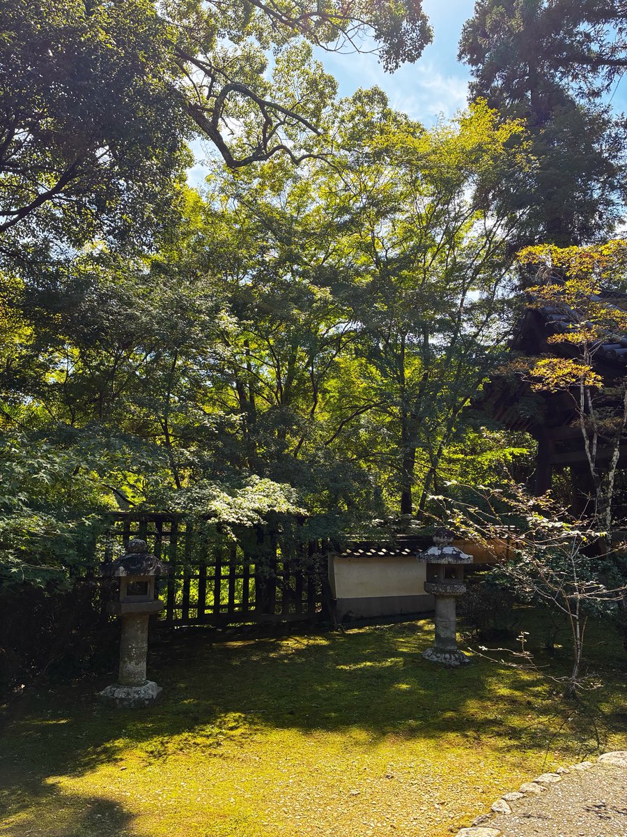 mk_ryokou's tweet photo. 今日の京都は良い天気でした😊
ということでチョット車で打ち合わせに🚗

青もみじも真夏のソレとは少々違う感じですね

さて、11月末にコチラのお寺さんにて、夕方から特別拝観される予定です
私どもでは紅葉のライティングのお手伝いします🍁
ぜひお越し下さい！
（正式に決まれば報告します） https://t.co/P9wsahEUxN