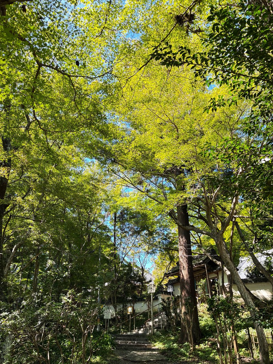 mk_ryokou's tweet photo. 今日の京都は良い天気でした😊
ということでチョット車で打ち合わせに🚗

青もみじも真夏のソレとは少々違う感じですね

さて、11月末にコチラのお寺さんにて、夕方から特別拝観される予定です
私どもでは紅葉のライティングのお手伝いします🍁
ぜひお越し下さい！
（正式に決まれば報告します） https://t.co/P9wsahEUxN