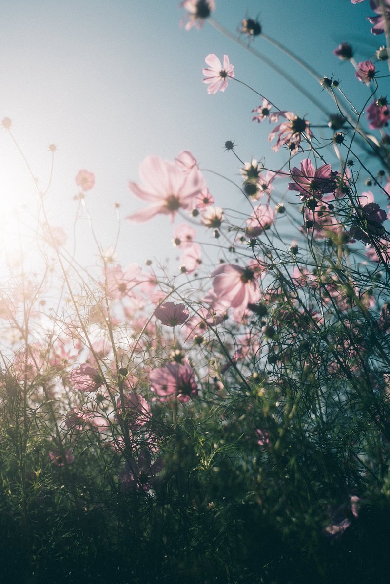 _kanakoara_'s tweet photo. flowers https://t.co/HF0jkIRbE5