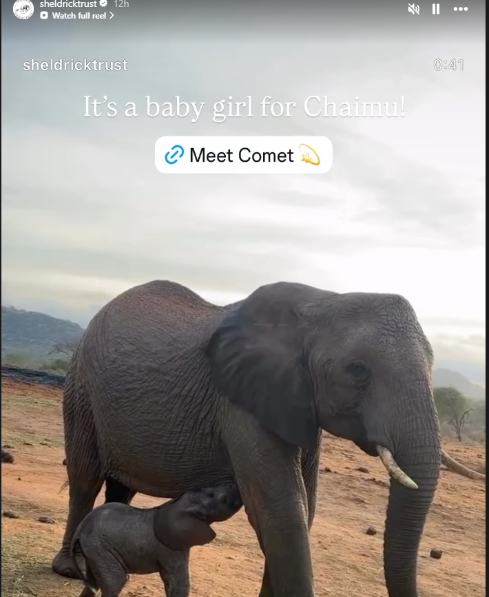 PetaISol's tweet photo. new baby elephant from today with charity!

named "COMET"

let's send comet to literal SPACE

I can't think of a better animal name to send to the moon

https://t.co/hPGSf98DEi https://t.co/bc8h14ed0m