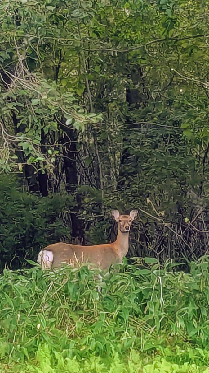 snoopyko1234's tweet photo. 北海道はでっかいど〜🍀

白老散歩👣

いた〜〜〜🦌🦌🦌🦌

２0頭はいたかな😱💦
みんな林の中に逃げたわ〰️💧 https://t.co/i9VtxwumMy