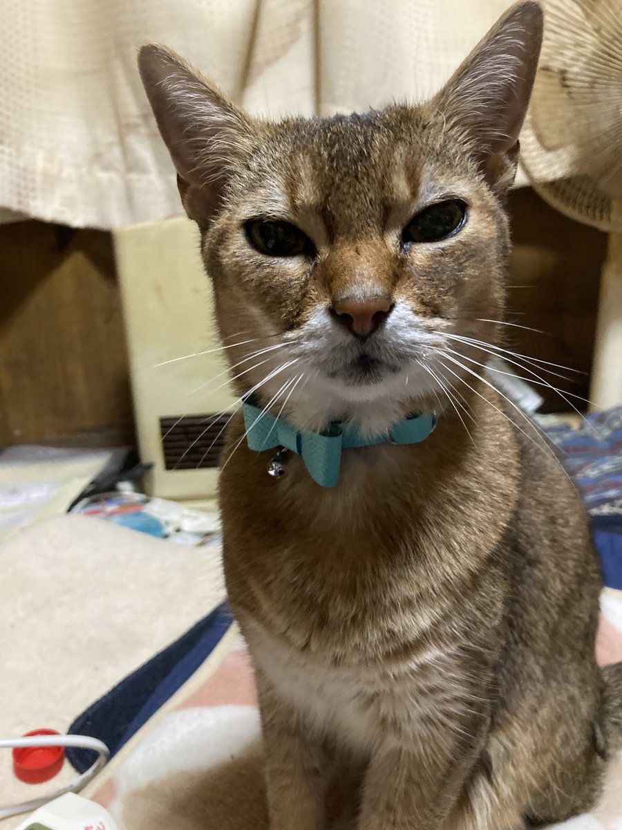 kazuhirofl5's tweet photo. チャースの写真復活、、、400枚ぐらい復活😭ちゃーちゃん、、、もう何歳の頃かわからない、、、 https://t.co/OirIMX1c4L
