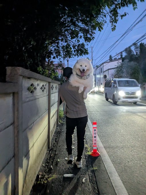 A person carries a large, fluffy Samoyed on their shoulders while walking down a narrow sidewalk at dusk, dodging an oncoming van. A small traffic cone with the Japanese text "ゆずの散歩" (Yuzu's walk) is placed beside them, humorously marking the path for the dog's walk, as indicated by the caption "#サモエド #大型犬" about navigating narrow paths with a large dog.