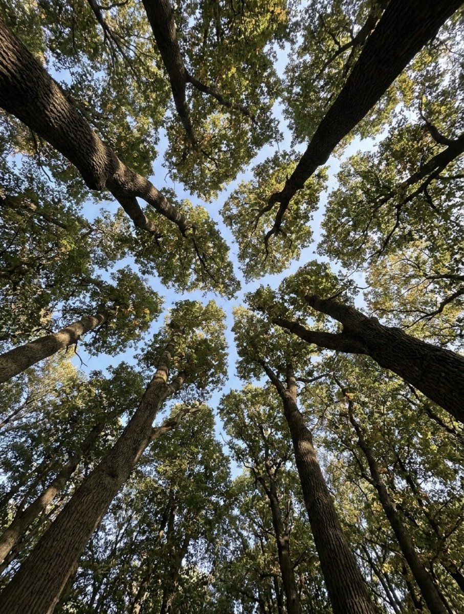 earthcurated's tweet photo. Look up in certain ancient forests and you will witness a breathtaking phenomenon known as "crown shyness." The uppermost branches of neighboring trees grow close but never quite touch, fracturing the canopy into distinct, puzzle-like pieces against the sky. https://t.co/buw6FXw1BS