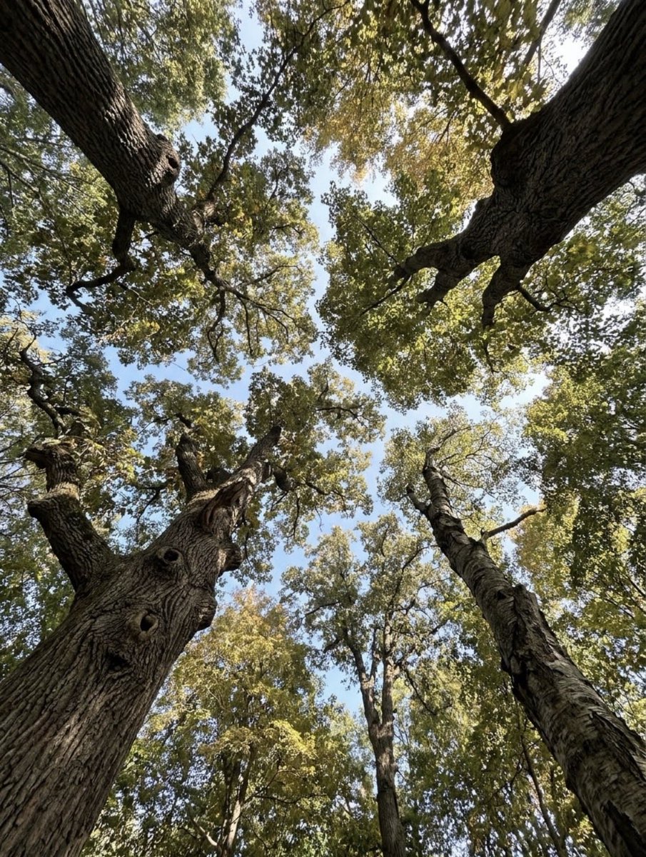 earthcurated's tweet photo. Look up in certain ancient forests and you will witness a breathtaking phenomenon known as "crown shyness." The uppermost branches of neighboring trees grow close but never quite touch, fracturing the canopy into distinct, puzzle-like pieces against the sky. https://t.co/buw6FXw1BS