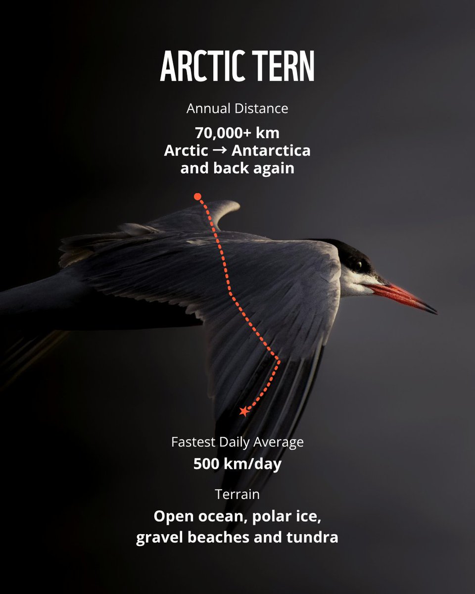 WWF's tweet photo. Our favourite trails are their ancient flyways. Shorebirds migrating to Canada are down 40% since the 1970s as stopover habitat disappears. Every route worth running is worth restoring and protecting. https://t.co/p09sNoqUwy