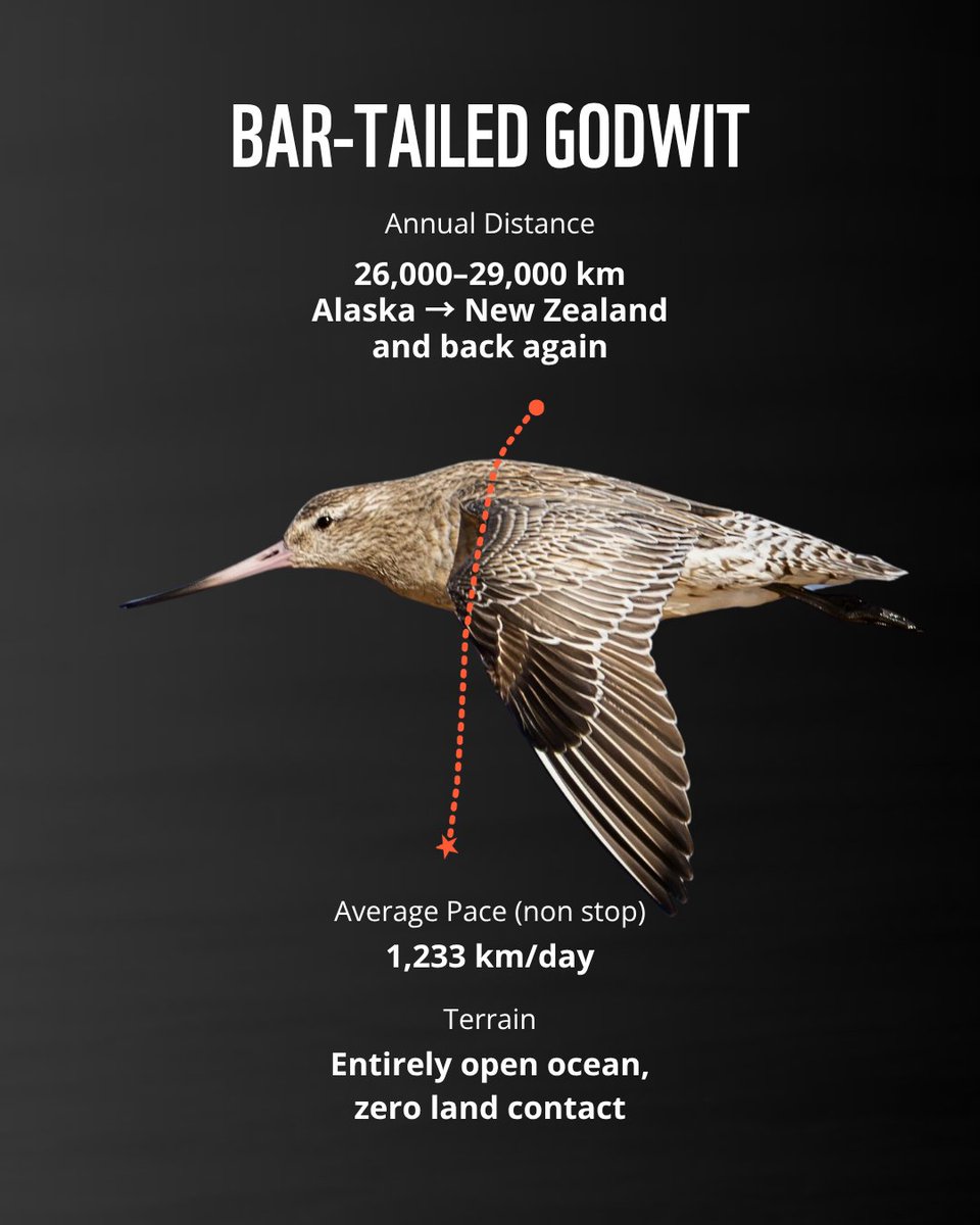 WWF's tweet photo. Our favourite trails are their ancient flyways. Shorebirds migrating to Canada are down 40% since the 1970s as stopover habitat disappears. Every route worth running is worth restoring and protecting. https://t.co/p09sNoqUwy