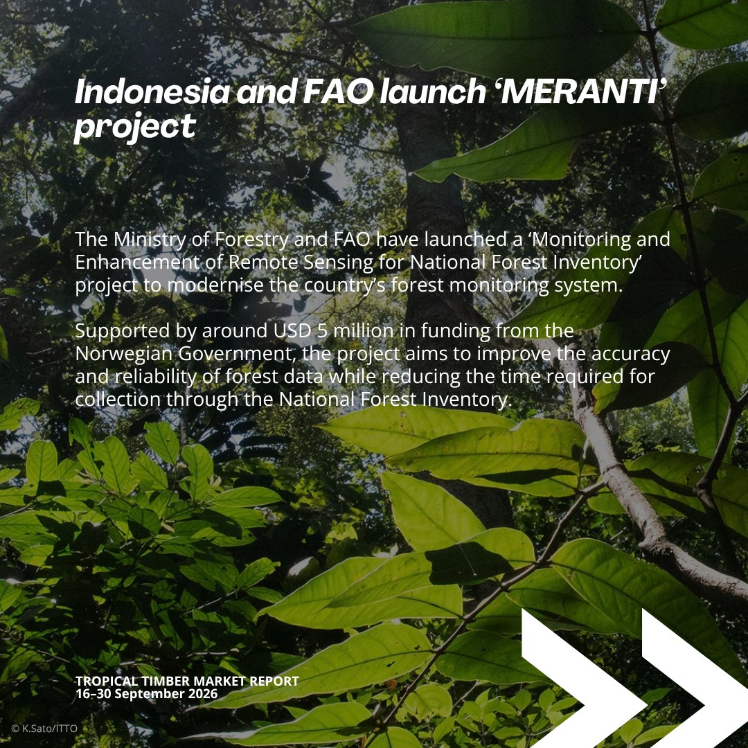 itto_sfm's tweet photo. 📊 New Issue: Tropical Timber Market Report (16–30 September)

🇮🇩 @kemenhut_ri and @FAO have launched a ‘Monitoring and Enhancement of Remote Sensing for National Forest Inventory’ project to modernise Indonesia’s forest monitoring system.

🔗 Read more: https://t.co/dG2mld41N1 https://t.co/f8XdCs3vzu