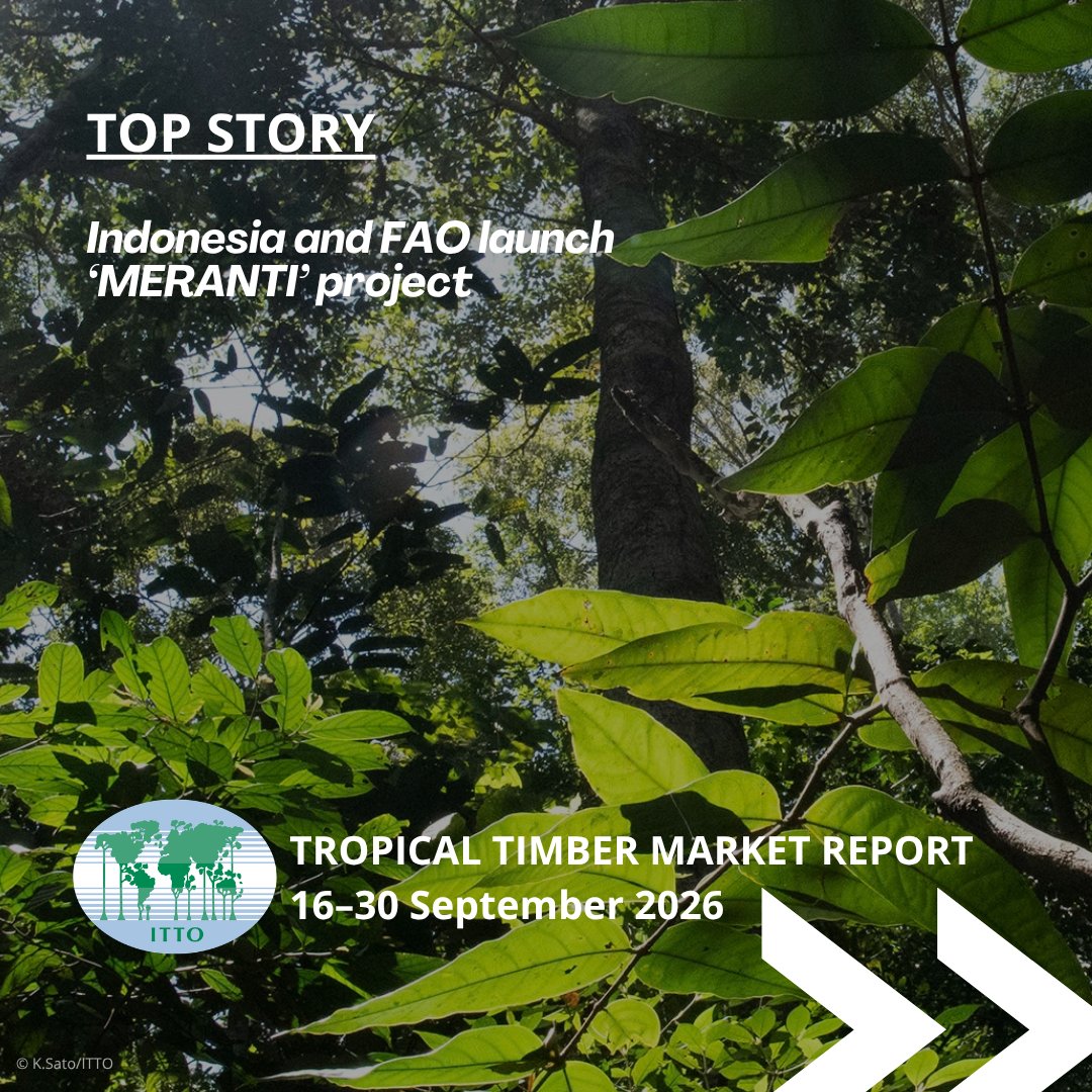 itto_sfm's tweet photo. 📊 New Issue: Tropical Timber Market Report (16–30 September)

🇮🇩 @kemenhut_ri and @FAO have launched a ‘Monitoring and Enhancement of Remote Sensing for National Forest Inventory’ project to modernise Indonesia’s forest monitoring system.

🔗 Read more: https://t.co/dG2mld41N1 https://t.co/f8XdCs3vzu