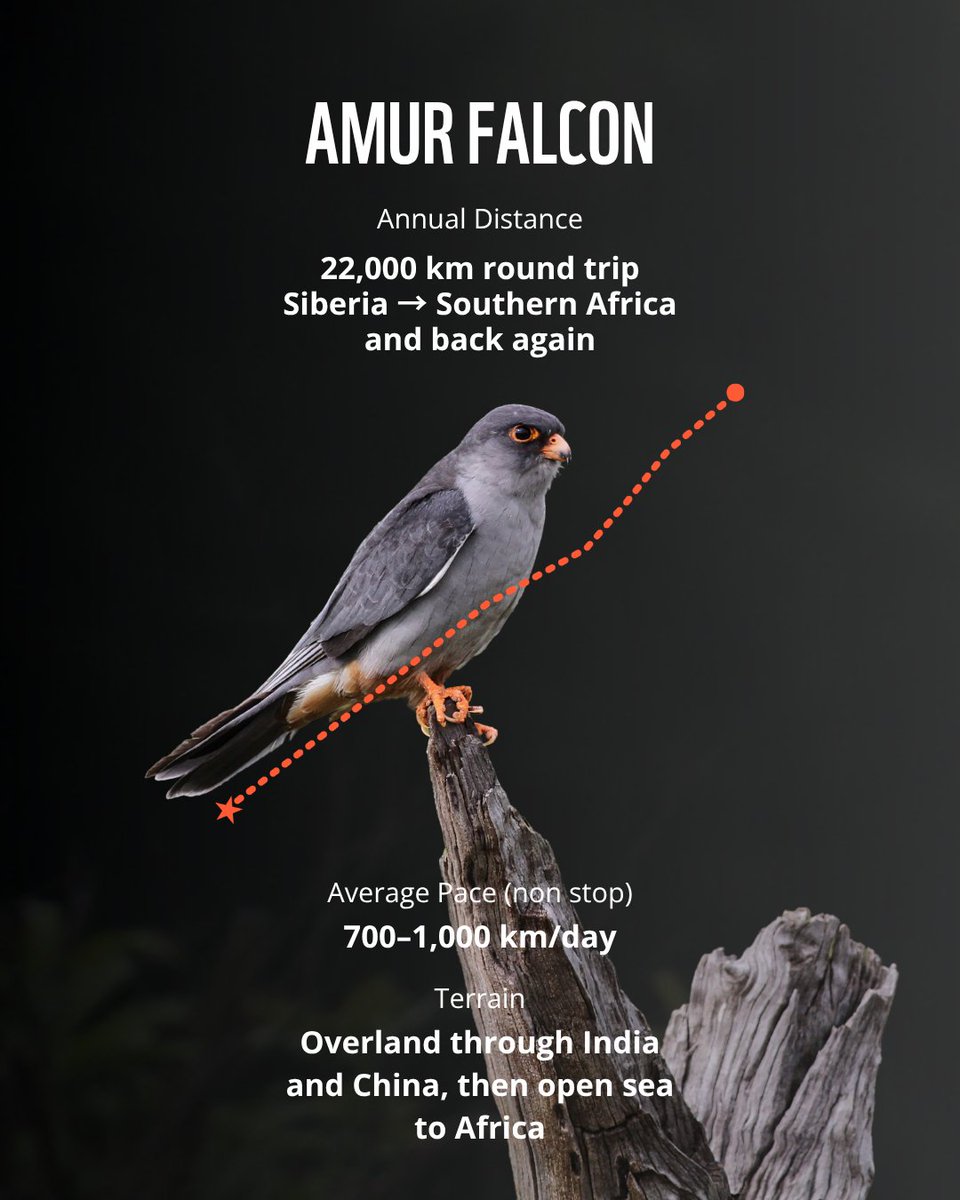 WWF's tweet photo. Our favourite trails are their ancient flyways. Shorebirds migrating to Canada are down 40% since the 1970s as stopover habitat disappears. Every route worth running is worth restoring and protecting. https://t.co/p09sNoqUwy
