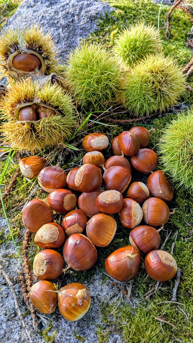 snoopyko1234's tweet photo. 北海道はでっかいど〜🐿️🌰

今日のごほうび😂✨🌰✨🙏

公園で栗の木

み〜つけた😋🌈🐿️🌰

栗ひろい💕

リスのご飯にしょう〜🙏 https://t.co/C0BuMN37Bh