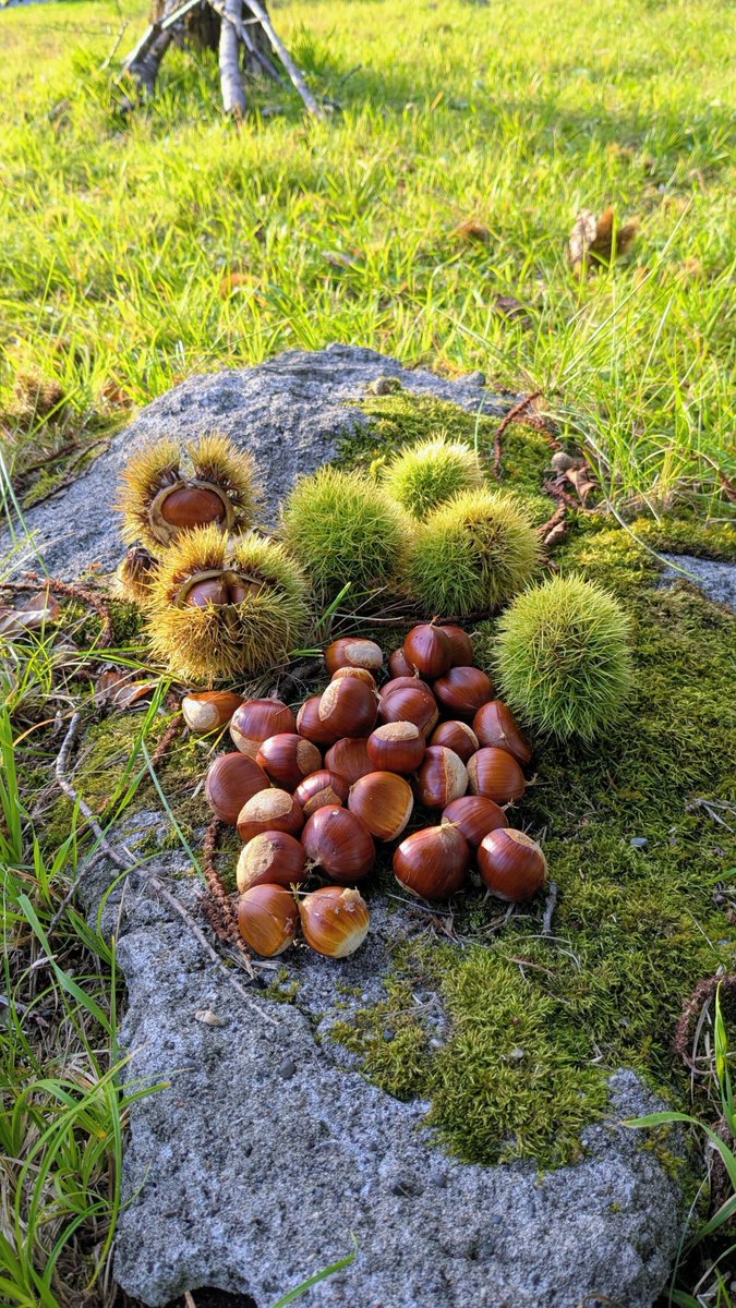 snoopyko1234's tweet photo. 北海道はでっかいど〜🐿️🌰

今日のごほうび😂✨🌰✨🙏

公園で栗の木

み〜つけた😋🌈🐿️🌰

栗ひろい💕

リスのご飯にしょう〜🙏 https://t.co/C0BuMN37Bh