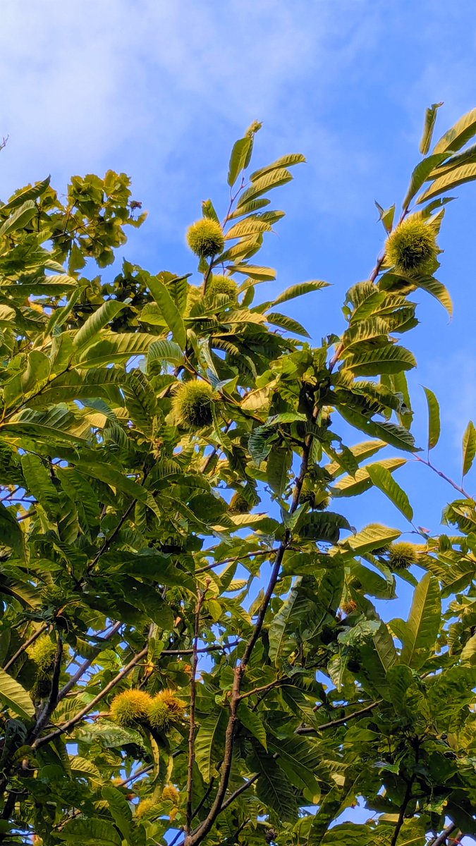 snoopyko1234's tweet photo. 北海道はでっかいど〜🐿️🌰

今日のごほうび😂✨🌰✨🙏

公園で栗の木

み〜つけた😋🌈🐿️🌰

栗ひろい💕

リスのご飯にしょう〜🙏 https://t.co/C0BuMN37Bh
