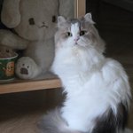 Photo by I have 5 cats ^. .^₎⟆ (@have5cats)