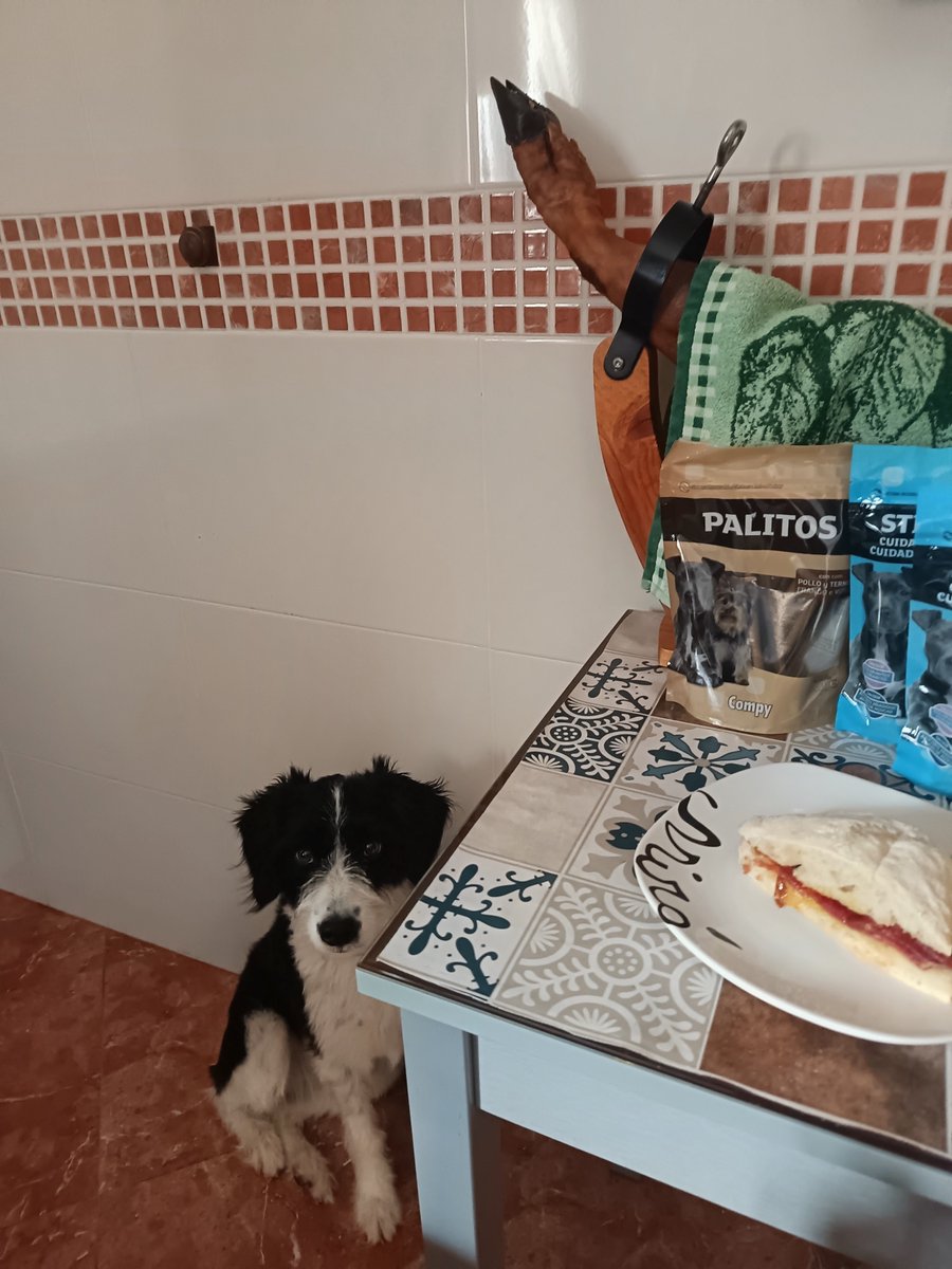 venturonps's tweet photo. Atenta,por si cae algo...#perrunos https://t.co/7TPyazoHZc