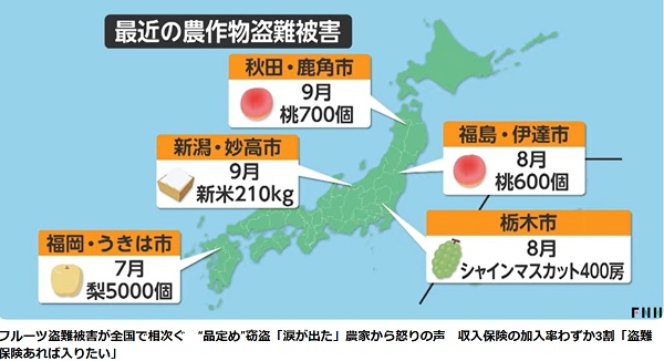 moeruasia01's tweet photo. 農作物盗難が全国で相次ぐ
年間2000件以上、検挙は半数ほど　農家は泣き寝入り

収入保険に加入しても、
350万円の被害で保険の補填は数万円（FNN）

人を狙った罠は正当防衛にならず、けがをさせれば加害者側になり得る

どうやって守れと(´・ω・) https://t.co/Vu6DqVxd2h