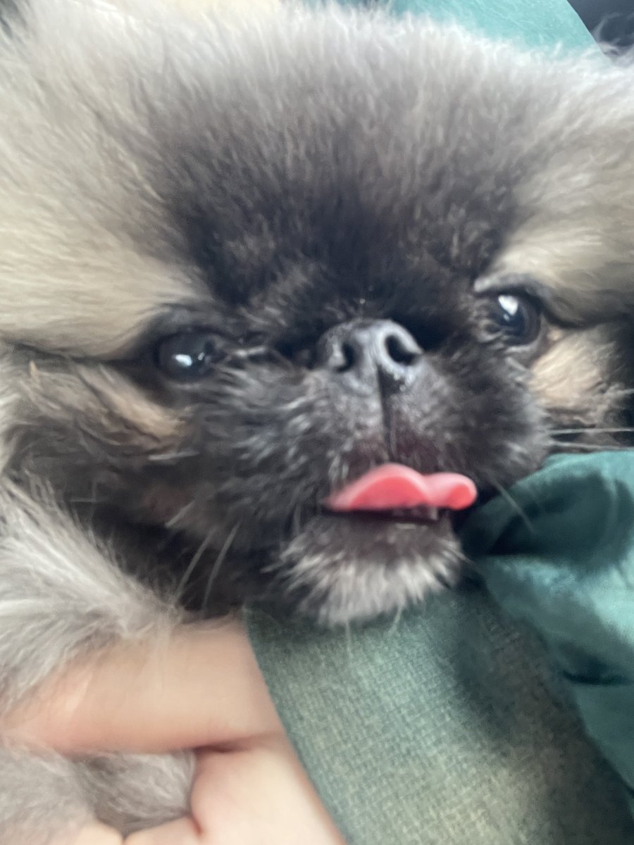 hogarakainu's tweet photo. かわいいちゃん https://t.co/MZffZ4Ps7f