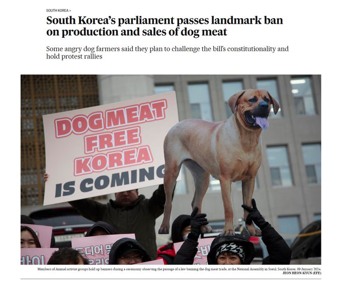 samr33n_'s tweet photo. 韩国立法禁狗，政府国会已经通过了，我们一直在战壕发声，人家实打实做了实事，口号是“Dog meat-free Korea”全韩国都传开了，顶级角度 
真正有用的发声口号
https://t.co/SwwC3AashN https://t.co/KvGrwtzUw0