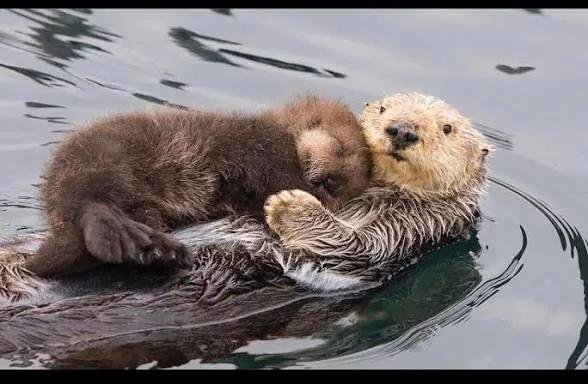 itsme_urstruly's tweet photo. In 1991, researchers from Monterey Bay Aquarium were watching a wild sea otter mother who had lost her pup and was still swimming around the area calling for him, which was already heartbreaking enough, but at almost exactly the same time the aquarium happened to have an orphaned male pup named Elwood who was also spending a significant portion of his day calling for a mother he didn’t have.

So at some point the researchers found themselves in the extremely specific situation of having one sea otter desperately looking for a baby and one baby desperately looking for a sea otter mom, and apparently someone said the scientific equivalent of “okay, this might be stupid, but hear me out.” They brought Elwood out to the bay, found the female still there, put him into the water and waited to see what would happen.

She swam over, inspected this random baby the humans had just delivered to her… and adopted him...
The next morning they were still together, and researchers continued seeing them together for months. And because apparently “what if we give the sad baby to the sad mom?” can occasionally be a legitimate contribution to conservation science, this accidental little family helped inspire Monterey Bay Aquarium’s later surrogate-mother program for orphaned sea otters.

I love wildlife rehabilitation because sometimes it involves years of research, specialized veterinary medicine and extremely complicated protocols, and sometimes somebody just looks at two animals and goes, “I have an idea.”