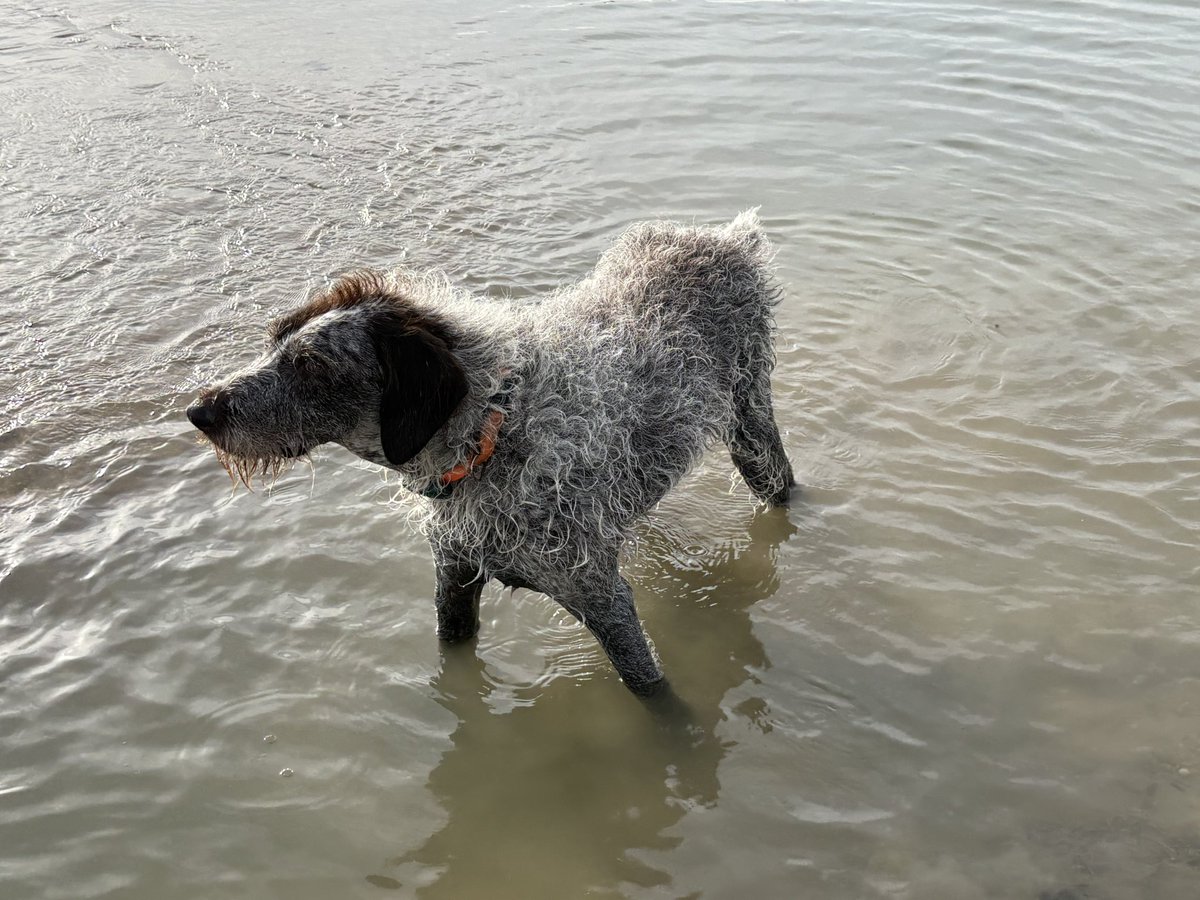 HayhurstBoo's tweet photo. Rabbit, rabbit, sea. Best of both worlds #lucky #saturday #fun #dog #love #dogsoftwitter https://t.co/UgjbzjCBKy
