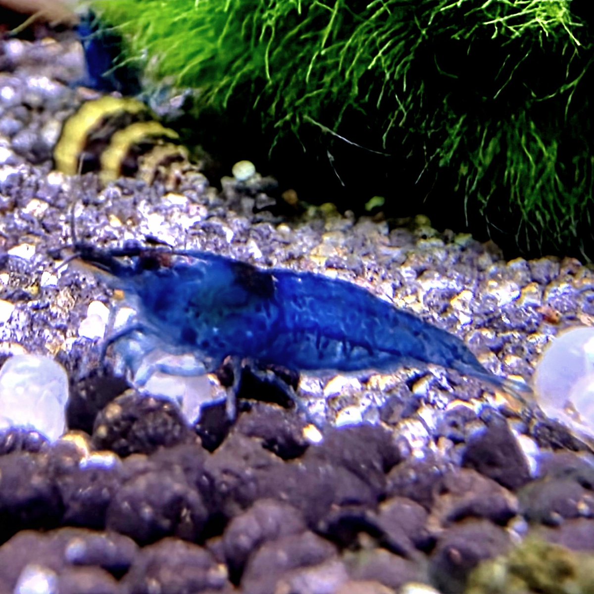 AquaticWorldUK's tweet photo. 🦐LOTS OF SHRIMP IN STOCK🦐 https://t.co/s17mPNOcxR