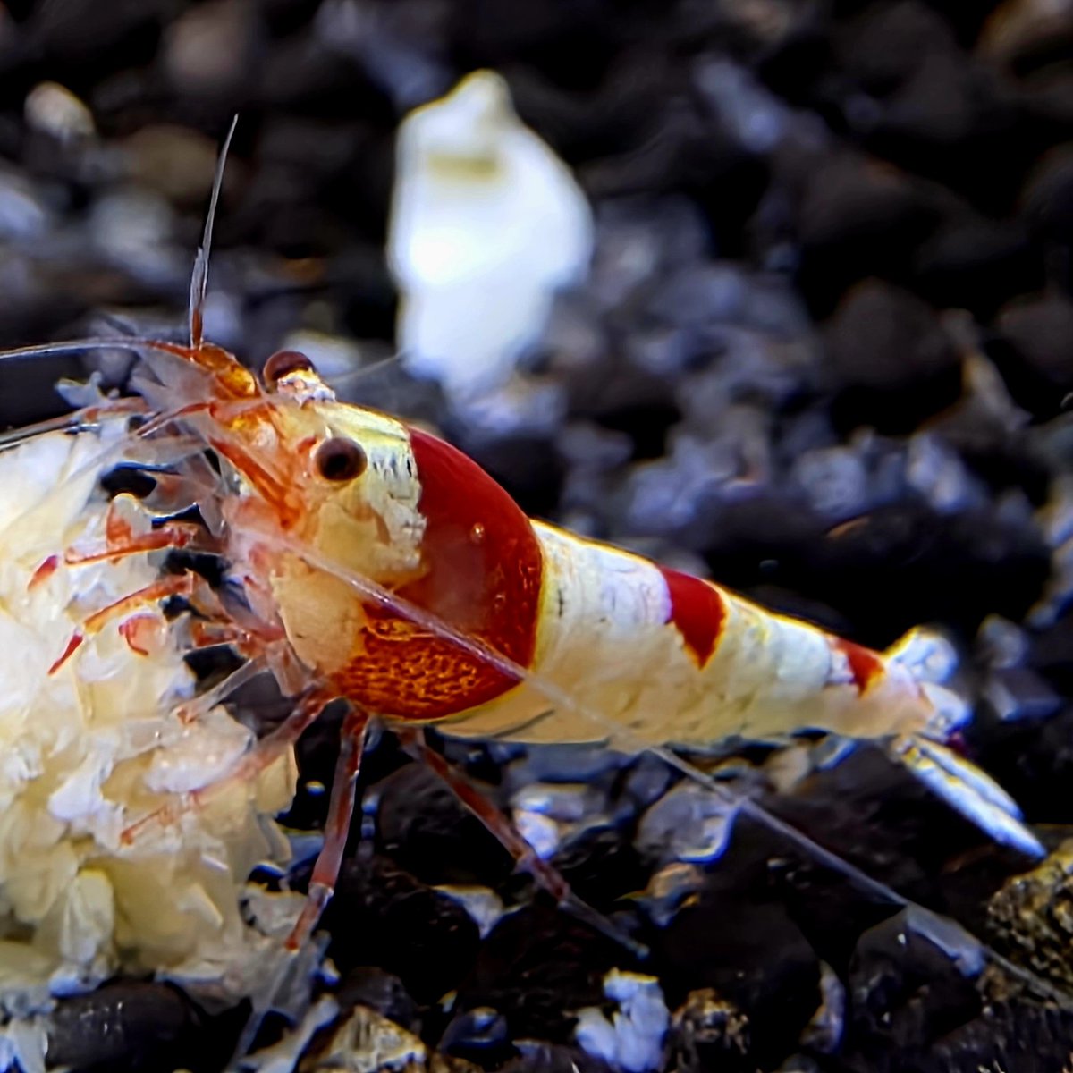 AquaticWorldUK's tweet photo. 🦐LOTS OF SHRIMP IN STOCK🦐 https://t.co/s17mPNOcxR