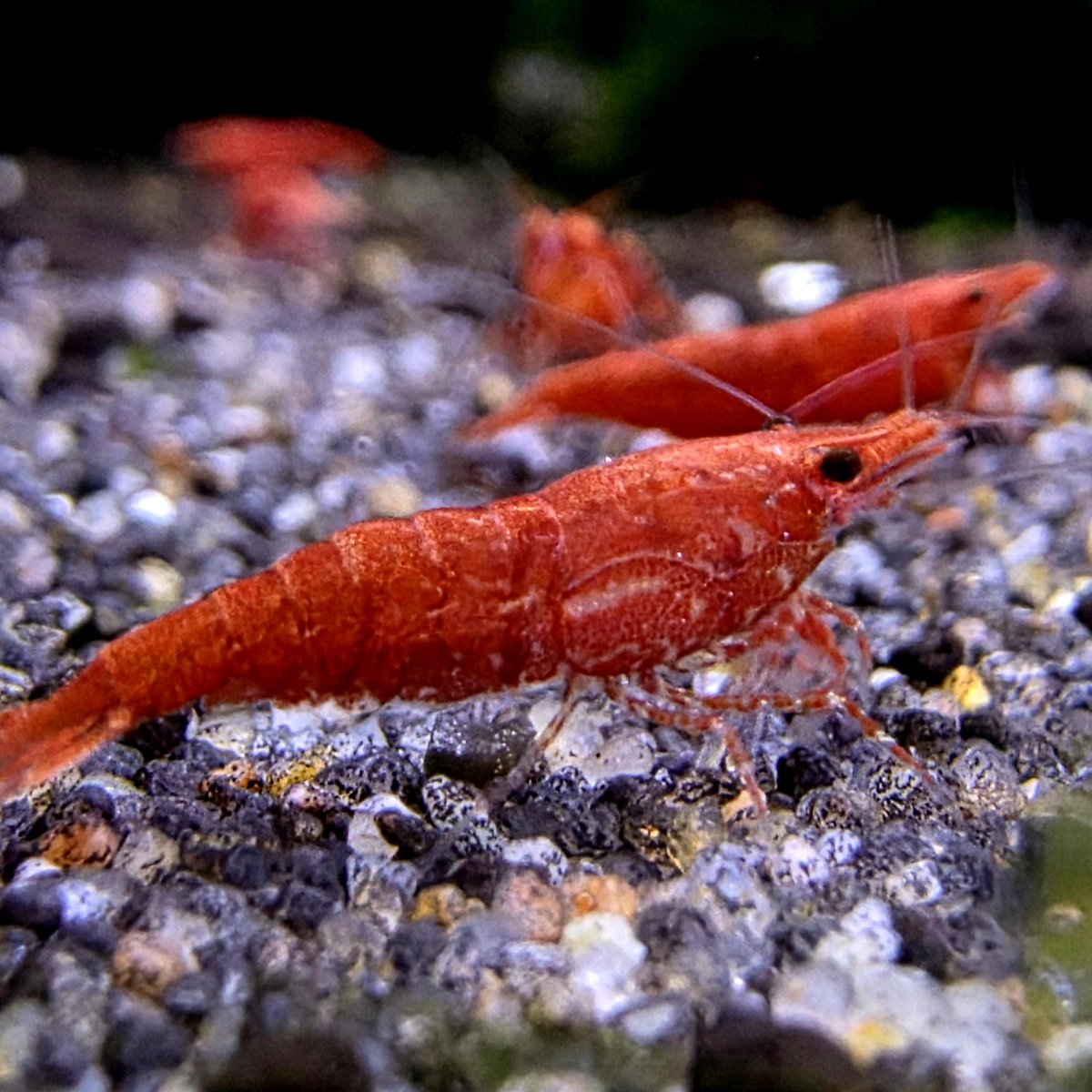 AquaticWorldUK's tweet photo. 🦐LOTS OF SHRIMP IN STOCK🦐 https://t.co/s17mPNOcxR