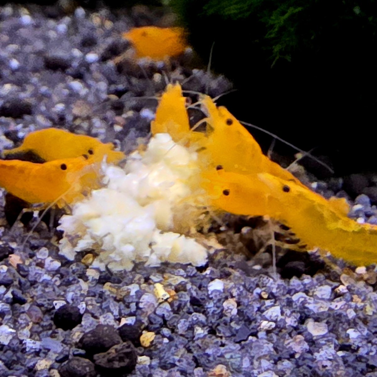 AquaticWorldUK's tweet photo. 🦐LOTS OF SHRIMP IN STOCK🦐 https://t.co/s17mPNOcxR